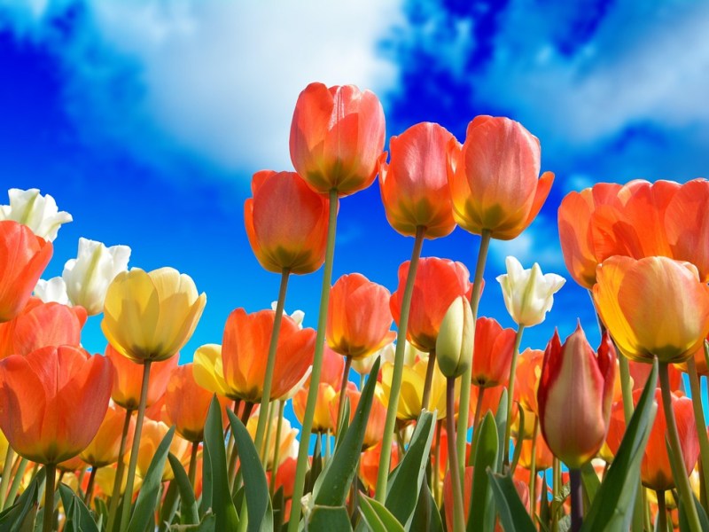 A New Spring&nbsp;Awakening