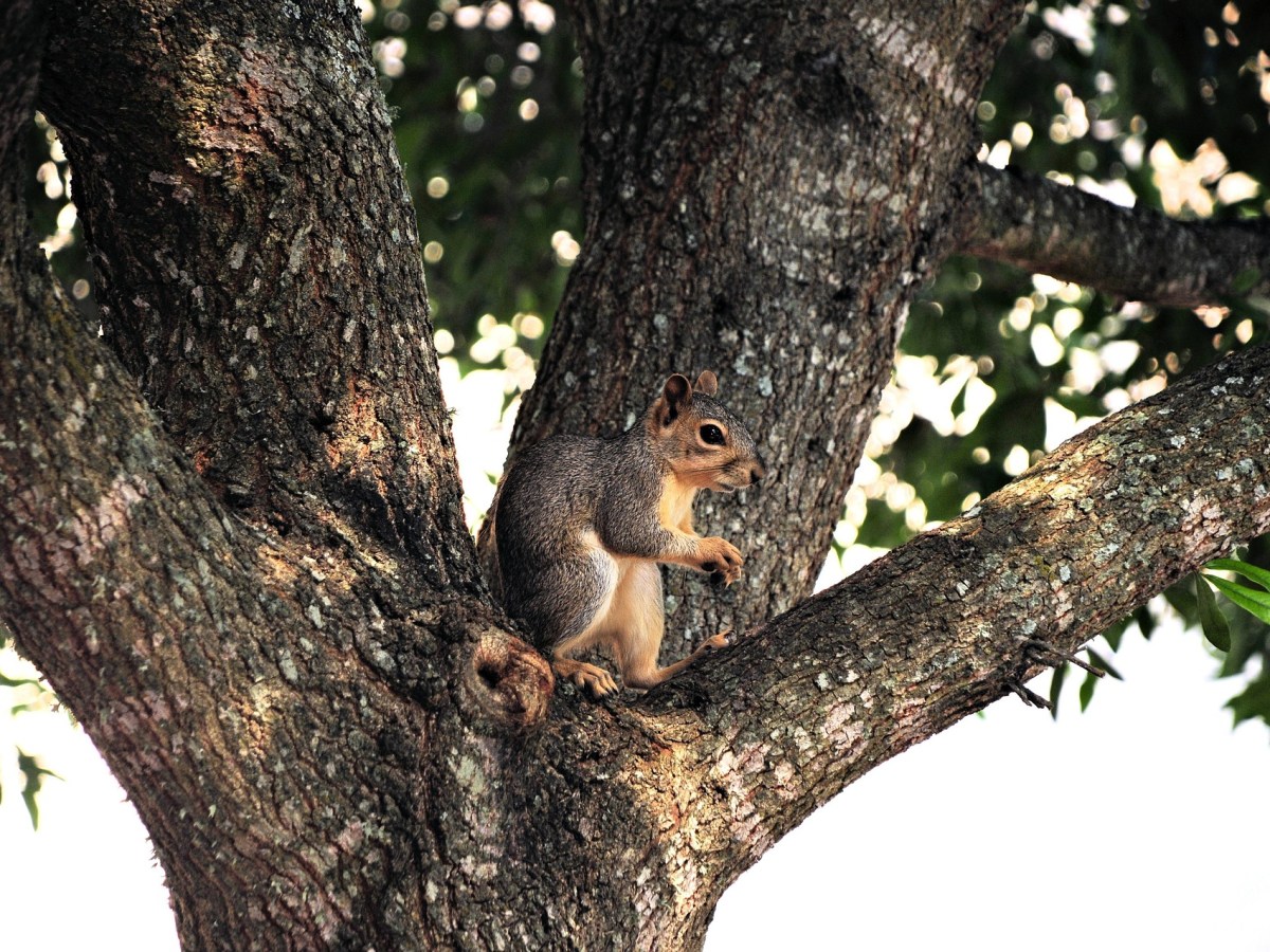 Sanctuary for Squirrels