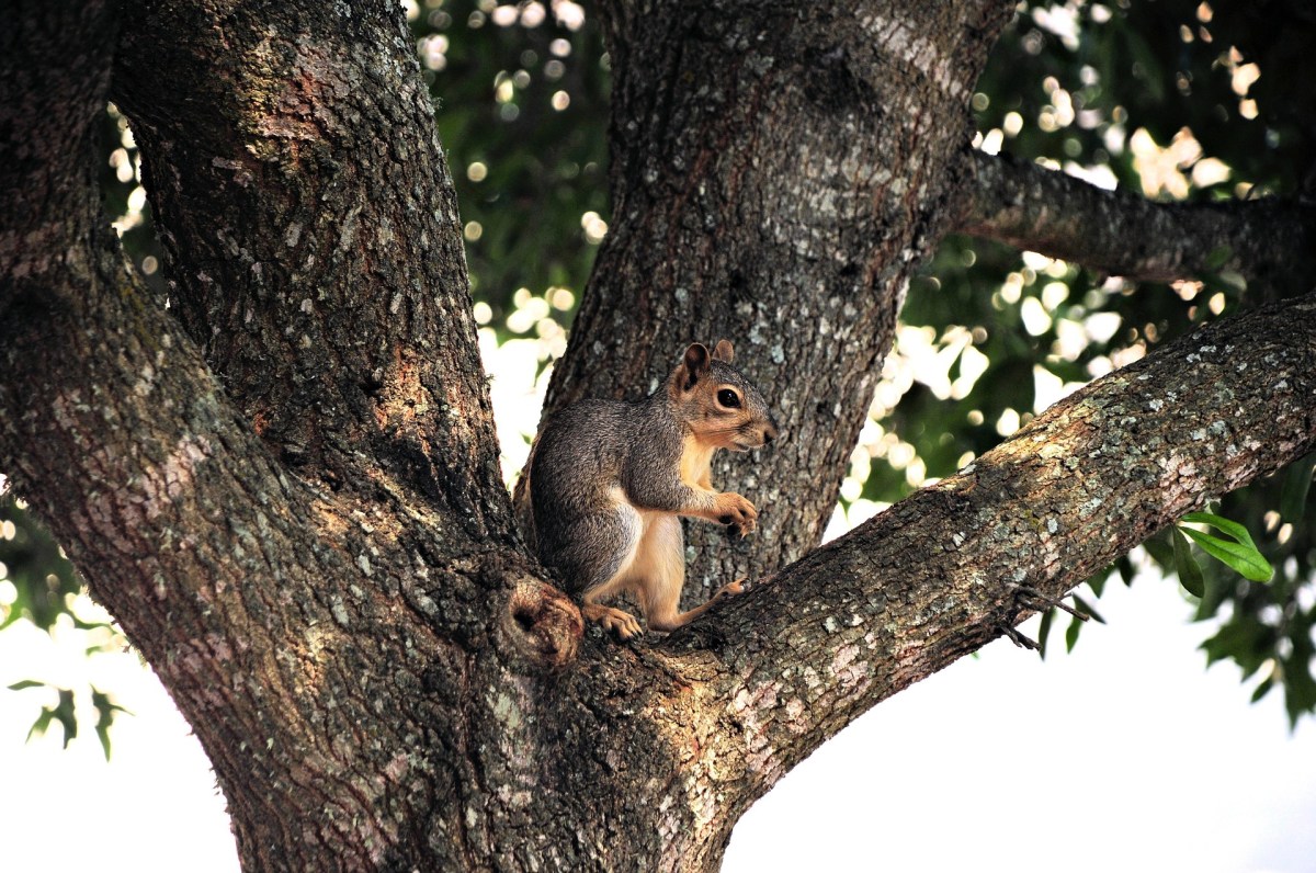 Squirrel