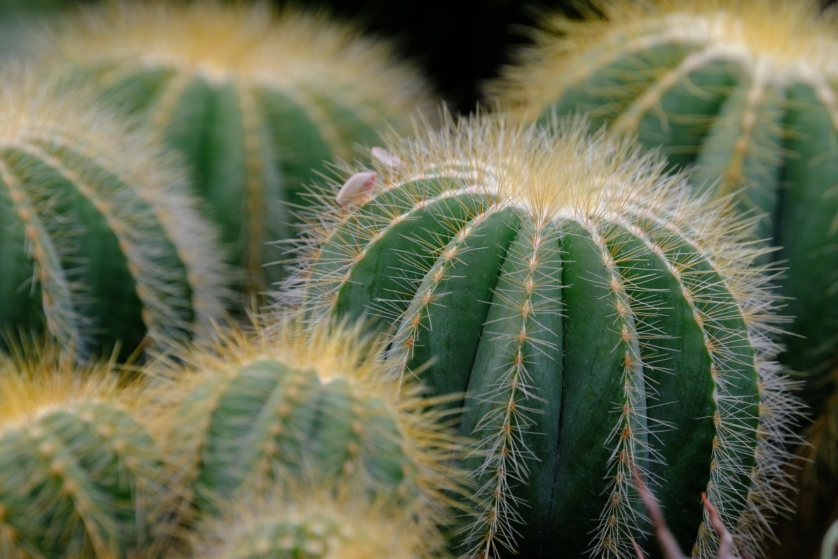 Prickly Edges (Cactus)